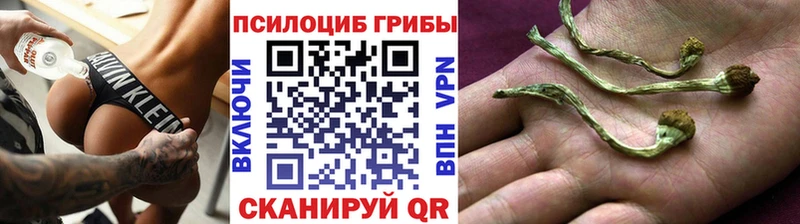 Псилоцибиновые грибы Psilocybine cubensis  хочу   Лермонтов 